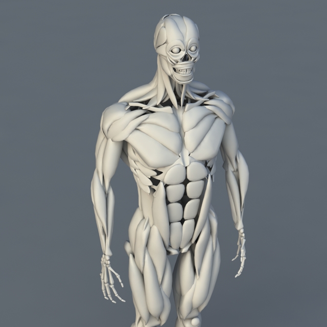 3d human anatomy free download